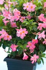 Mandevilla pink exotic for sale  BECCLES