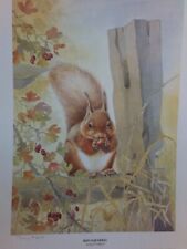 Large red squirrel for sale  MALVERN
