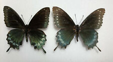 Papilionidae BATTUS DEVELLIERS****pair**** Caribbean, used for sale  Shipping to South Africa