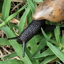 Carnivorous land snails for sale  Fort Worth