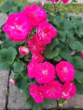Rosengeranien pelargonien rosa gebraucht kaufen  Gaustadt,-Berggeb,-Bug