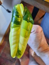 Philodendron burle marx for sale  Ireland