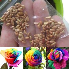Rainbow rose seeds for sale  BRISTOL