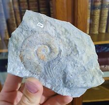 Ammonite crioceratites villers d'occasion  Cournon-d'Auvergne