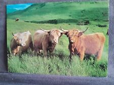 Highland cattle 27025 for sale  MAIDSTONE