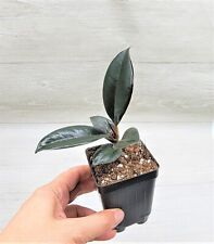 house plant rubber plant for sale  Reseda