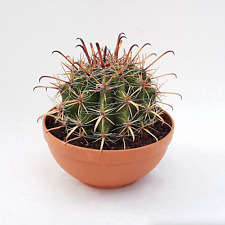 Root ferocactus peninsulae for sale  Tucson