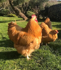 Buff orpington chicken for sale  ST. AUSTELL