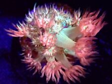 coral frags for sale  LONDON