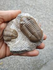 trilobite usato  Valdastico