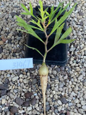 1CM Succulent Cactus Live Plant Cyphostemma Montagnacii Root Seedlings Rare Pot for sale  Shipping to South Africa