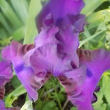 Lot intermediate irises for sale  Lenox