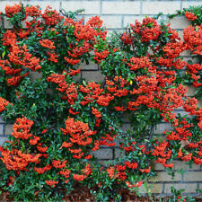 Red firethorn hedging for sale  UK
