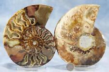 Large ammonite split for sale  Plano