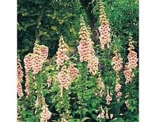 Digitalis foxglove apricot for sale  SALISBURY