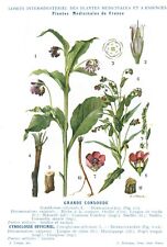 Botanique gravure plantes d'occasion  France