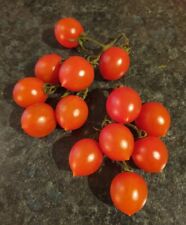Sugardrop tomato organic for sale  PORTSMOUTH