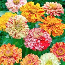 Candy stripe zinnia for sale  New Hill