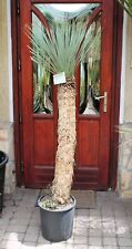 Yucca rostrata mexico for sale  Shipping to Ireland