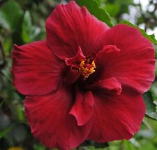 Hibiscus cannabinus ruby d'occasion  Expédié en Belgium