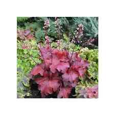 Coral bells plant for sale  Omaha
