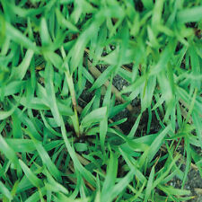Carpetgrass seeds premium for sale  Odessa