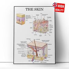 Human skin anatomy for sale  LONDON