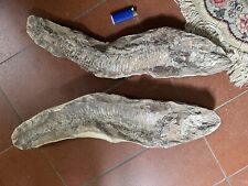 Pesce fossile doppia usato  Faenza