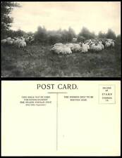 Flock sheep grazing for sale  UK