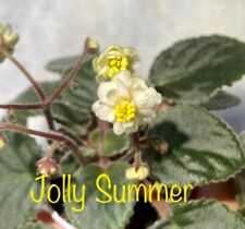 African violet jolly for sale  North Brookfield