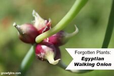 Egyptian walking multiplier for sale  Farwell