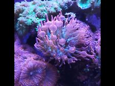 Marine live coral for sale  BRIDGWATER