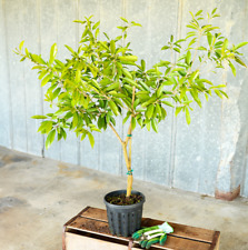Sapodilla tree plant for sale  Vero Beach
