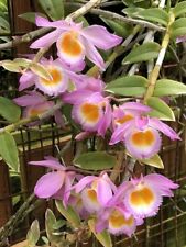 Orchid orchid dendrobium for sale  Shipping to Ireland
