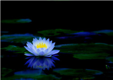 BONSAI LOTUS / WATER LILY FLOWER BOWL-POND /5 FRESH SEEDS/PERFUMEBLUE LOTUS for sale  Shipping to South Africa