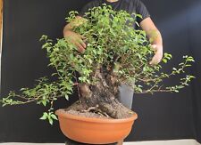 bonsai prunus usato  San Pancrazio Salentino