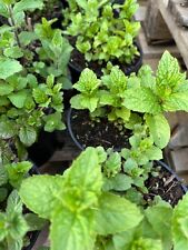 peppermint plant for sale  GAINSBOROUGH