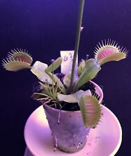 Carnivorous plant venus for sale  Sebring