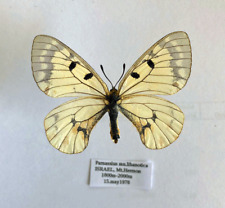 Used, PARNASSIUS MN.LIBANOTICA(=SYRA) ******** female ******** Israel for sale  Shipping to South Africa