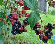 Usado, Thornless Blackberry-Rubus rusticanus - 25+ semillas-Reliquia! G 060 segunda mano  Embacar hacia Spain