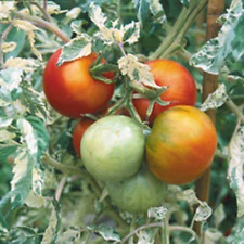 Variegated tomato seeds for sale  Bothell