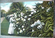 VINTAGE NIGHT BLOOMING CEREUS HAWAII POSTCARD SOUTH SEAS CURIO CO. for sale  Shipping to South Africa