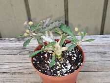 Euphorbia capsaintmariensis ra for sale  Homestead