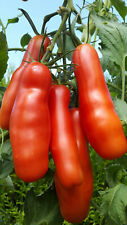 Graines tomate kasanova d'occasion  Poisy