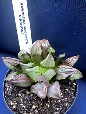Haworthia magnifica atrofusca for sale  Port Charlotte