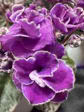 African violet hector for sale  Redmond