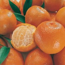 Naranja mandarina 10 semillas segunda mano  Embacar hacia Argentina