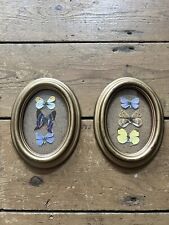 Pair taxidermy butterfly for sale  SITTINGBOURNE