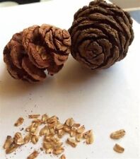 Giant sequoia seeds for sale  Temecula