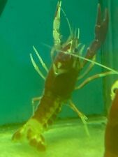 crayfish for sale  Sylmar